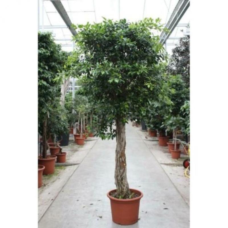 Ficus 'nitida' 565-575cm art15520