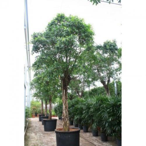 Ficus 'nitida' 565-575cm art15520