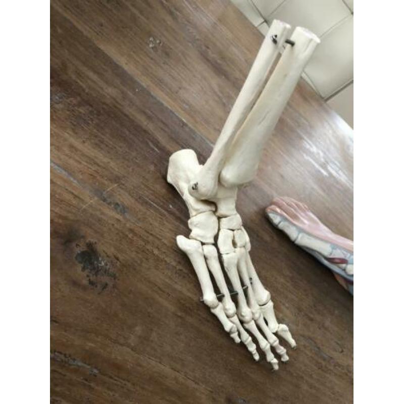 anatomie model voet skeletvoet pedicure