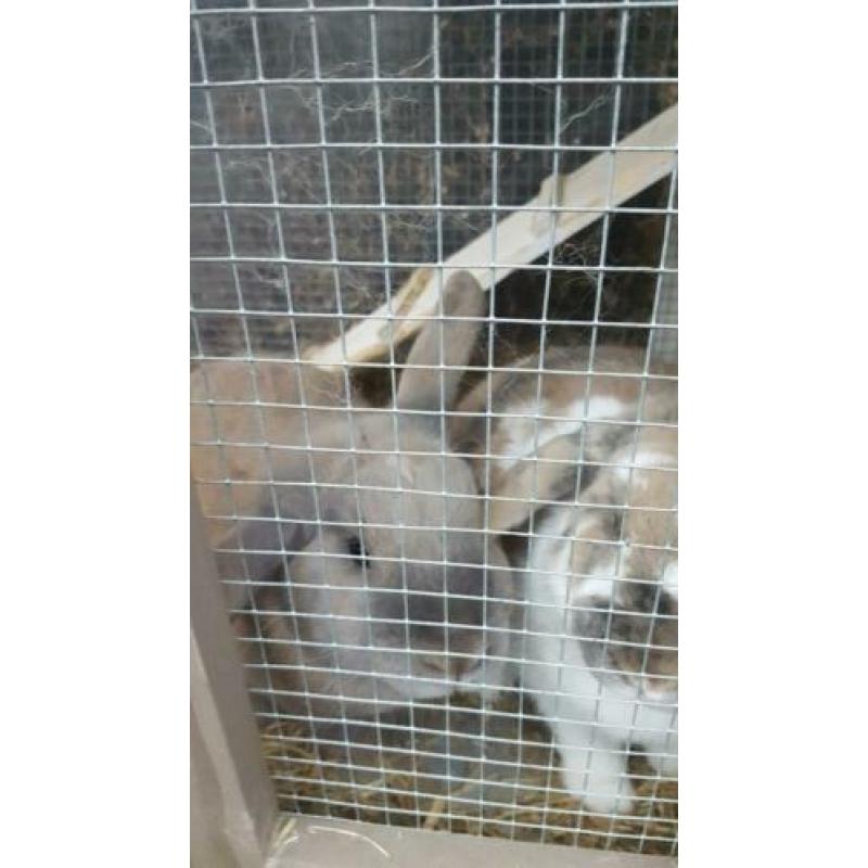 Nieuw baasje gezocht: 2 konijnen (ex) rammen incl hok etc