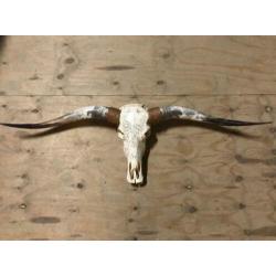 Skulls longhorn buffel schedel longhorn skull dierenschedel