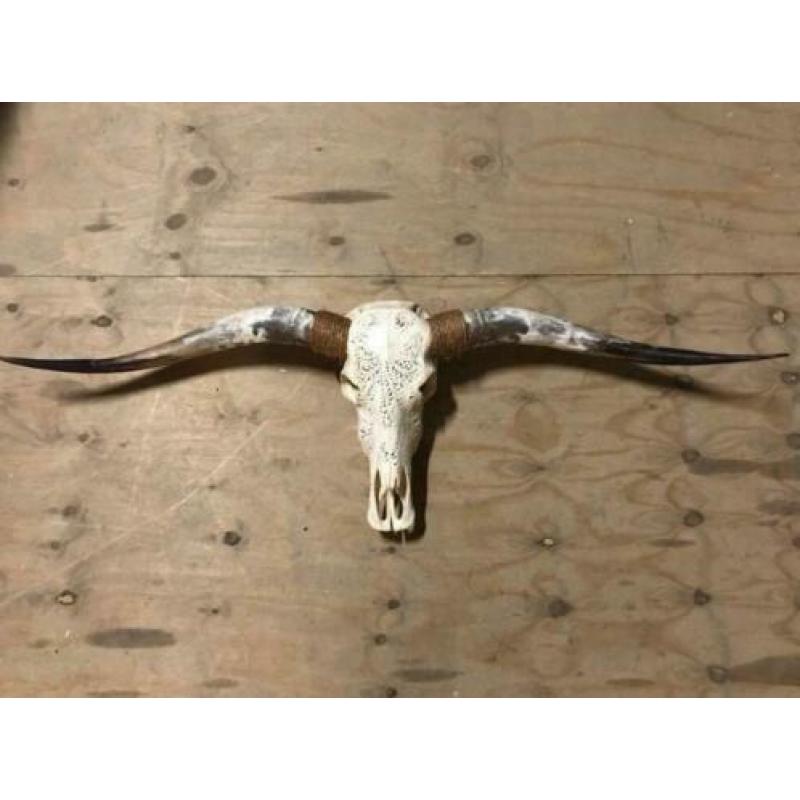 Skulls longhorn buffel schedel longhorn skull dierenschedel