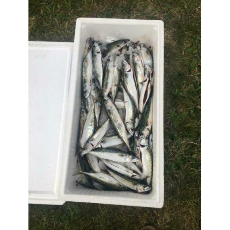 Makreel paternosters vislijnen . Koopje 10 voor €10,95