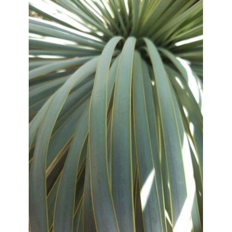 Yucca rostratta bleu velvet winterhard -20°c /- 22°c 2×